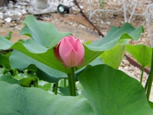 Lotus bud potential